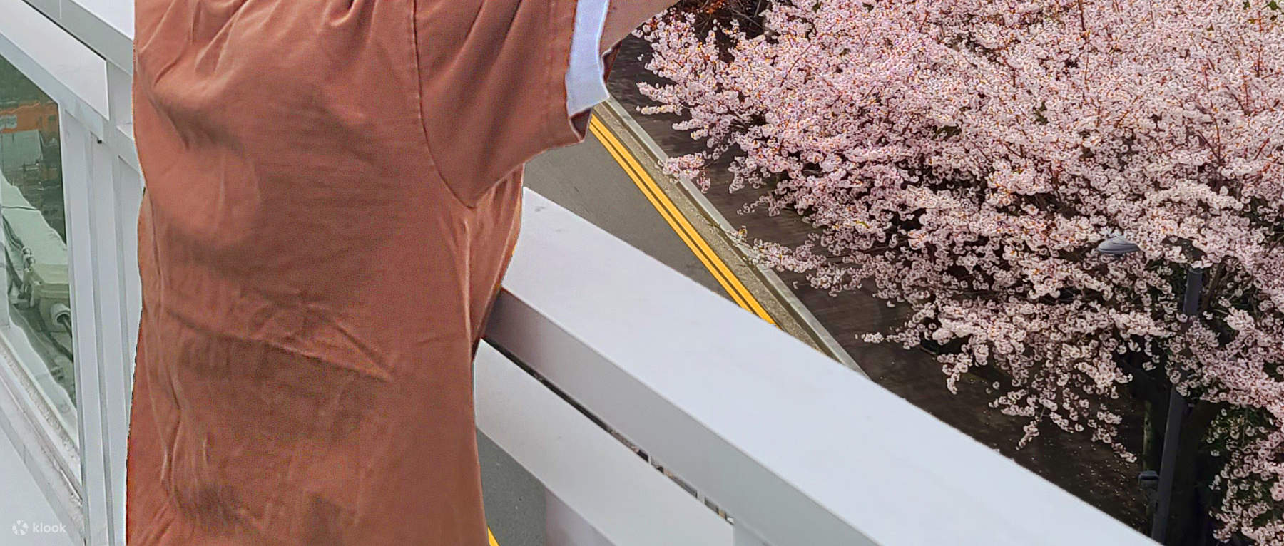 Apprécier la contemplation des cerisiers en fleurs, même seul(e) ~